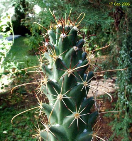 Cochemiea_ poselgeri_ 05